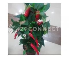 Flowers For Decorations