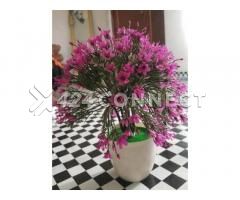 Beautiful Flowers For Room Decorations